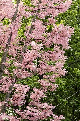 Biosphoto | 2569963 | Toona (Toona sinensis 'Flamingo') | &copy; Frédéric Tournay / Biosphoto