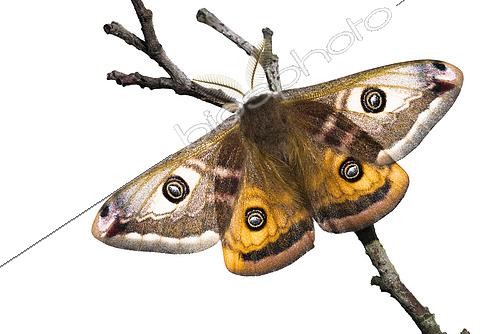Biosphoto | 2552694 | Top view of an adult male of Emperor moth (Saturnia pavoniella) perched on twig against a white background, Liguria, Italy | &copy; Tonči Maletic / Biosphoto