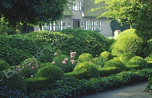 Biosphoto | 2144587 | Topiaire de Buis (Buxus sp) et Lierre des bois (Hedera helix), Jardin de Piet Bekaert, Bruge, Belgique | &copy; Frédéric Didillon / Biosphoto