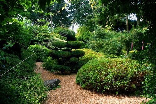 Biosphoto | 60122 | Topiaire de genévrier aux jardin japonais de Plantbessin  | &copy; Frédéric Didillon / Biosphoto