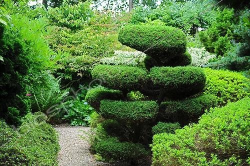 Biosphoto | 943369 | Topiary of yew in a garden | &copy; Frédéric Didillon / Biosphoto