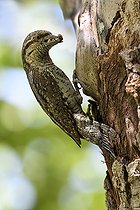 Biosphoto | 2394323 | Torcol fourmilier (Jynx torquilla) avec des oeufs de fourmis, Parc naturel régional des Vosges du Nord, France | &copy; Michel Rauch / Biosphoto