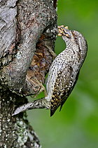Biosphoto | 2609646 | Torcol fourmilier (Jynx torquilla) nourrissage au nid, oeufs de fourmis, Brognard, Doubs, France | &copy; Dominique Delfino / Biosphoto