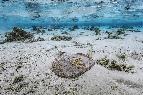 Biosphoto | 2133100 | Torpille panthère (Torpedo panthera) dans le lagon, Océan Indien, Mayotte. | &copy; Gabriel Barathieu / Biosphoto