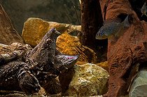 Biosphoto | 1707719 | Tortue alligator appâtant un poisson avec sa langue | &copy; Daniel Heuclin / Biosphoto