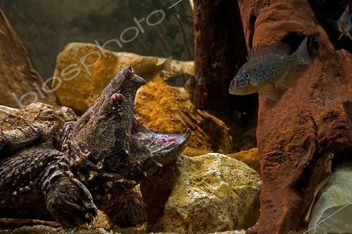 Biosphoto | 1707719 | Tortue alligator appâtant un poisson avec sa langue | &copy; Daniel Heuclin / Biosphoto