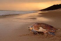 Biosphoto | 2069026 | Tortue caouanne (Caretta caretta) femelle retournant dans la mer après la ponte. Parc de la Zone humide d'iSimangaliso, KwaZulu Natal, Afrique du Sud | &copy; Roger de La Harpe / Biosphoto