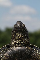 Biosphoto | 1247168 | Tortue cistude dans le PN de l'Hortobagy en Hongrie | &copy; Jean-François Noblet / Biosphoto