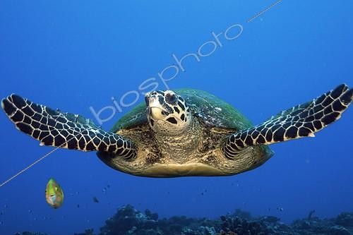 Biosphoto | 1204845 | tortue imbriquée à Tahiti en Polynésie | &copy; Fabien Michenet / Biosphoto