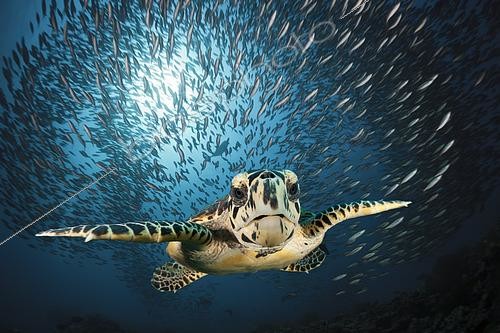 Biosphoto | 2439376 | Tortue imbriquée (Eretmochelys imbricata), Atoll de Malé Sud, Océan Indien, Maldives | &copy; Reinhard Dirscherl / Biosphoto