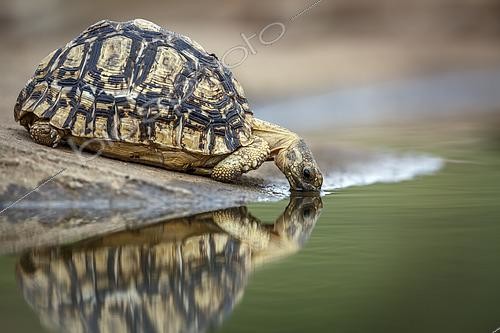 Biosphoto | 2609596 | Tortue léopard (Stigmochelys pardalis) s'abreuvant dans un point d'eau avec reflet dans le parc national Greater Kruger, Afrique du Sud | &copy; Patrice Correia / Biosphoto