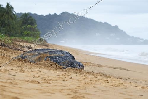 Biosphoto | 2581068 | Tortue luth (Dermochelys coriacea) femelle retournant à la mer après la ponte au lever du jour, Remire-Montjoly, Guyane Française | &copy; Nicolas Defaux / Biosphoto