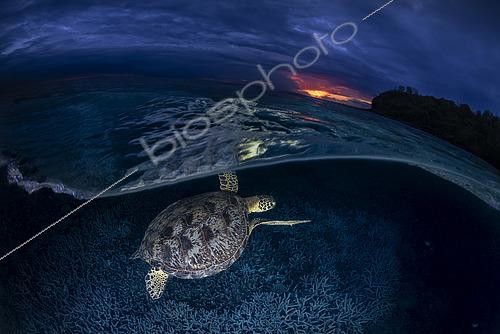Biosphoto | 2567722 | Tortue verte (Chelonia mydas) à l'heure bleue sur la plage de N'gouja, Mayotte | &copy; Gabriel Barathieu / Biosphoto
