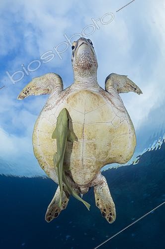 Biosphoto | 2152677 | Tortue verte (Chelonia mydas) avec deux rémoras fixés sur son plastron, Mayotte, Océan Indien | &copy; Gabriel Barathieu / Biosphoto
