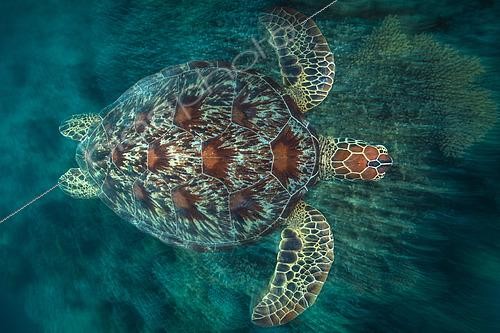 Biosphoto | 2427015 | Tortue verte (Chelonia mydas) nageant à toute vitesse dans le lagon de Mayotte. | &copy; Gabriel Barathieu / Biosphoto