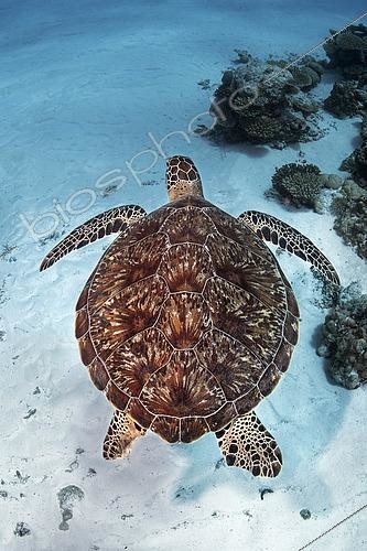 Biosphoto | 2600893 | Tortue verte (Chelonia mydas). Récif corallien. Maldives. Écosystème marin. Océan Indien. | &copy; Sergio Hanquet / Biosphoto