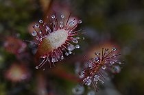Biosphoto | 1186770 | Toubières of carnivorous plants on the Lofoten Islands Norway | &copy; Julien Menghini / Biosphoto