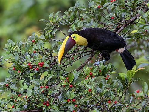 Biosphoto | 2608943 | Toucan à gorge jaune (Ramphastos ambiguus), sur un figuier sauvage, Nusagandi, Panama | &copy; Ignacio Yufera / Biosphoto