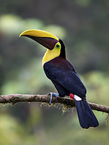 Biosphoto | 2608944 | Toucan à gorge jaune (Ramphastos ambiguus) sur une branche, Costa Rica | &copy; Ignacio Yufera / Biosphoto