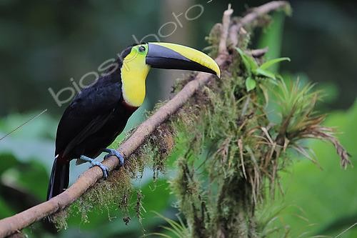 Biosphoto | 2602815 | Toucan du Choco (Ramphastos brevis) adulte perché sur une branche dans la forêt andine équatoriales. Equateur Amérique du Sud | &copy; Brigitte Marcon / Biosphoto