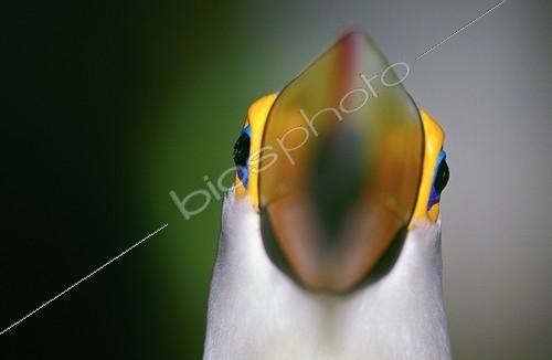 Biosphoto | 7330 | Toucan toco Sud Pantanal Brésil | &copy; Theo Allofs / Biosphoto