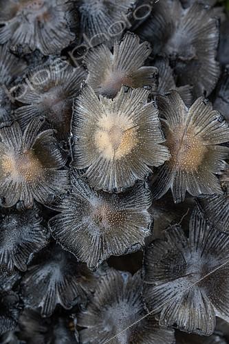 Biosphoto | 2609243 | Touffe de Coprins micacés (Coprinellus micaceus) en voie de déliquescence, Gers, France | &copy; Marie Aymerez / Biosphoto
