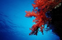 Biosphoto | 318466 | Touffe de Corail rouge sur le récif Egypte | &copy; Reinhard Dirscherl / Biosphoto