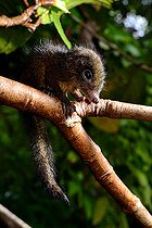 Biosphoto | 2082369 | Toupaye commune (Tupaia glis) ou Toupaye de Mentawai (Tupaia chrysogaster) ? Siberut, Mentawei, Indonésie. conditions controlées. | &copy; Daniel Heuclin / Biosphoto