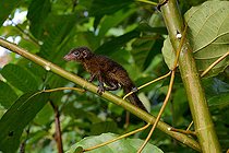 Biosphoto | 2082371 | Toupaye commune (Tupaia glis) ou Toupaye de Mentawai (Tupaia chrysogaster) ? Siberut, Mentawei, Indonésie. conditions controlées. | &copy; Daniel Heuclin / Biosphoto