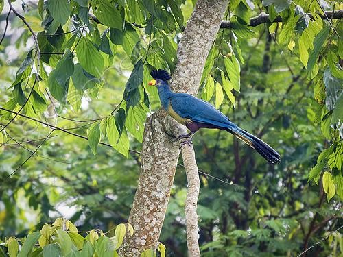Biosphoto | 2608575 | Touraco géant (Corythaeola cristata) sur une branche, Bwindi, Ouganda | &copy; Ignacio Yufera / Biosphoto