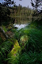 Biosphoto | 2393646 | Tourbiere d'Erbsenthal, Parc naturel régional des Vosges du Nord, Moselle, France | &copy; Stéphane Vitzthum / Biosphoto