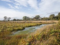 Biosphoto | 2547071 | Tourbière, Glasson Moss National Nature Reserve, South Solway Mosses National Nature Reserve, Cumbria, Angleterre | &copy; David Tatin / Biosphoto
