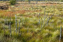 Biosphoto | 2547072 | Tourbière, Glasson Moss National Nature Reserve, South Solway Mosses National Nature Reserve, Cumbria, Angleterre | &copy; David Tatin / Biosphoto