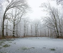 Biosphoto | 2496028 | Tourbière sommitale dans le brouillard hivernal, Parc naturel régional des Vosges du Nord, France | &copy; Michel Rauch / Biosphoto