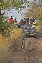 Biosphoto | 1464980 | Tourist vehicles following a Tiger (Panthera tigris) on a tiger safari in Ranthambore tiger reserve, Rajasthan, India, Asia | &copy; Aditya Singh / imageBROKER / Biosphoto