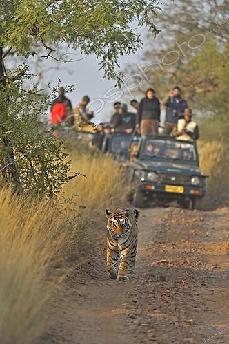 Biosphoto | 1464980 | Tourist vehicles following a Tiger (Panthera tigris) on a tiger safari in Ranthambore tiger reserve, Rajasthan, India, Asia | &copy; Aditya Singh / imageBROKER / Biosphoto