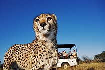 Biosphoto | 291389 | Tourists in safari vehicle watching a cheetah in the grass | &copy; Martin Harvey / Biosphoto