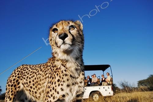 Biosphoto | 291389 | Tourists in safari vehicle watching a cheetah in the grass | &copy; Martin Harvey / Biosphoto