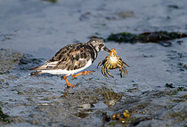 Biosphoto | 2609413 | Tournepierre à collier (Arenaria interpres) prenant un crabe, Bretagne, France | &copy; Michel Rauch / Biosphoto