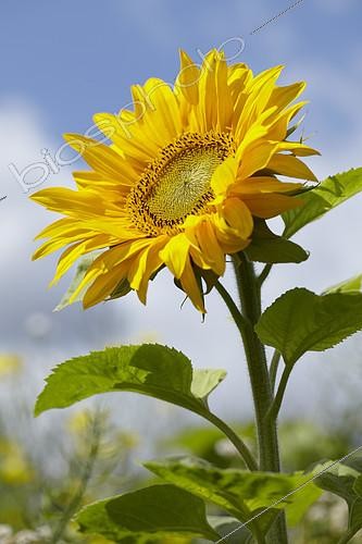 Biosphoto | 2161366 | Tournesol, Helianthus annuus, fleur | &copy; Visions Pictures / Biosphoto