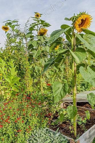 Biosphoto | 2139904 | Tournesol 'Mammoth', Helianthus annuus 'Mammoth', Tournesol géant | &copy; Alain Kubacsi / Biosphoto