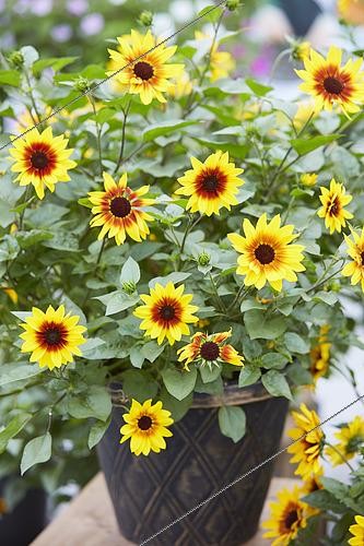 Biosphoto | 2420933 |  Tournesol SunBelievable™ Brown Eyed Girl . | &copy; Visions Pictures / Biosphoto
