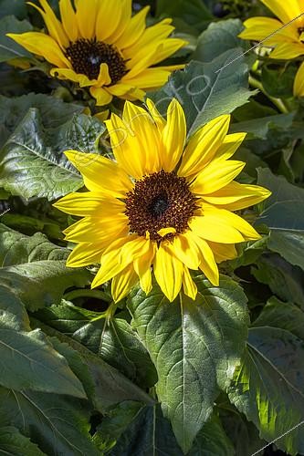 Biosphoto | 2608238 | Tournesols (Helianthus annuus) 'Sunsation' | &copy; Marie Aymerez / Biosphoto