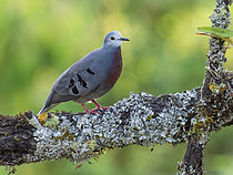 Biosphoto | 2608892 | Tourterelle à poitrine pourpre (Paraclaravis mondetoura), mâle, Chiriqui Highlands, Panama | &copy; Ignacio Yufera / Biosphoto