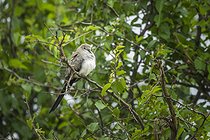 Biosphoto | 2601785 | Tourterelle masquée (Oena capensis) sur une branche, Namibie, Afrique | &copy; Alain Roux / Biosphoto
