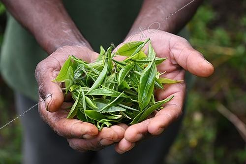 Biosphoto | 2542760 | Toutes jeunes feuilles de thé dans les mains d'un homme les cueillant pour fabriquer un des meilleurs thés au monde. Nuwara Eliya. Sri Lanka | &copy; Antoine Lorgnier / Biosphoto