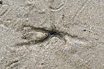 Biosphoto | 2609814 | Trace caractéristique de présence d'une Scrobiculaire (Scrobicularia plana) sur le sable, Réserve naturelle nationale de la baie de St-Brieuc, Côtes-d'Armor, Bretagne, France | &copy; Dominique Halleux / Biosphoto