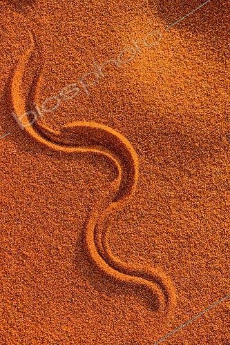 Biosphoto | 2069062 | Trace de serpent sur une dune de sable, Sossusvlei, Namib-Naukluft, près de Sesriem, Namibie | &copy; Roger de La Harpe / Biosphoto