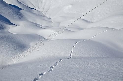 Biosphoto | 1758145 | Trace Fox in the Snow Aravis Alps France  | &copy; Jean-Philippe Delobelle / Biosphoto
