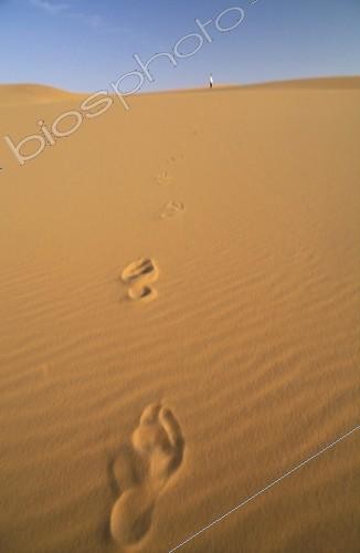 Biosphoto | 68383 | Traces in the sand of Rub Al Kali  | © Xavier Eichaker / Biosphoto